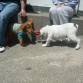 Rocco con su primo Garu jugando